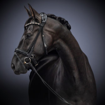 IMAGINE Lovas Szakáruház