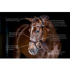 PS Nirak anatómiai kantár