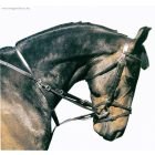 Chetak thiedemann szár rézcsatos