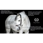 PS High Jump anatómiai kantár