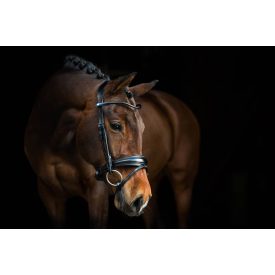 PS GP anatomical bridle PS GP anatomical bridle