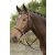 Bitless bridle
