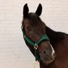 Kentucky Velvet kötőfék
