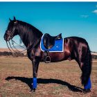 ES Sapphire dressage saddle pad