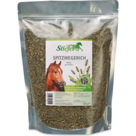 Stiefel Spitzwegerich - görcsoldó gyógyn Stiefel Spitzwegerich - görcsoldó gyógyn