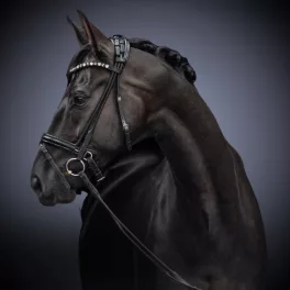 Horses
