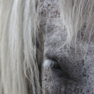SÉRÜLT SPORTLOVAK TÁMOGATÁSA