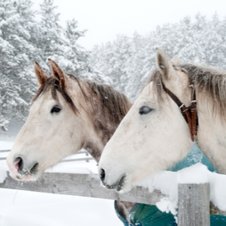 TÉLI VITAMINPÓTLÁS