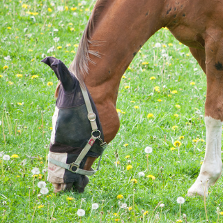 KÉT LEGYET EGY CSAPÁSRA