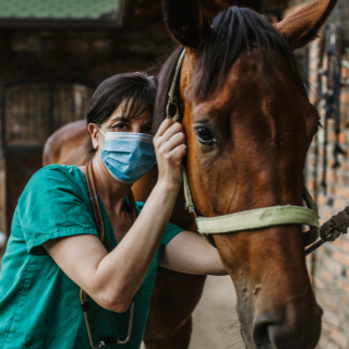 FÉRGESSÉG, A LOVAK PARAZITÁI