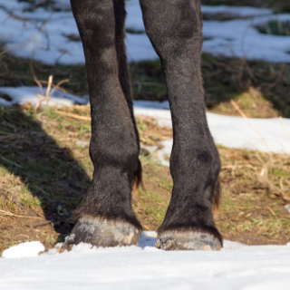 CSÜDSÖMÖR KIALAKULÁSA ÉS KEZELÉSE