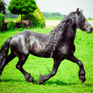 A LOVAK NYÍRÁSÁRÓL