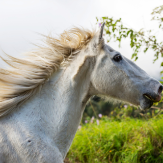 LOVAK HŰTÉSE NYÁRON
