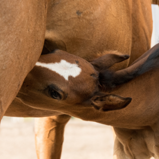MIT ESZIK AZ ÚJSZÜLÖTT CSIKÓ?