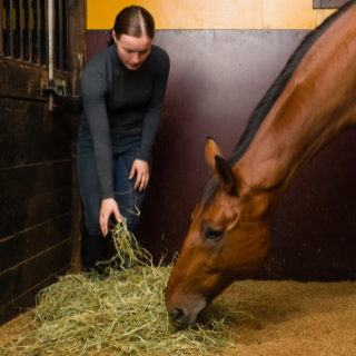 A LÓ TAKARMÁNYOZÁSA